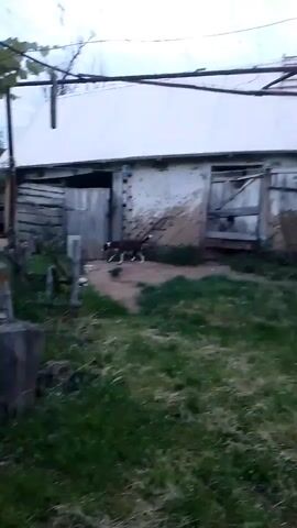 The video captures a blurry outdoor scene in what appears to be a rural setting. In the foreground, there is green grass and several large, rough-hewn wooden stumps or logs. To the left of the frame, a vine hangs from a support structure. In the midground, a weathered, rustic building with a white roof and distressed wooden walls is visible. The building has multiple doors, some of which are open. In front of the building, two dogs are present. One dog is primarily white with brown markings, while the other is darker. The dogs appear to be interacting, possibly playing or investigating something. The overall lighting suggests it might be dusk or an overcast day. The scene has a somewhat unkempt and aged appearance.