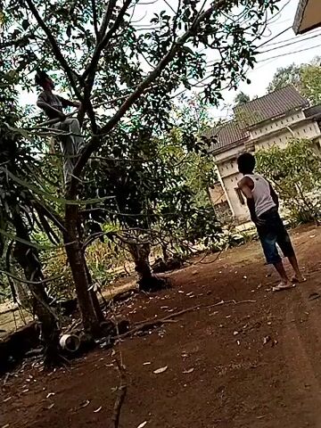 A person is climbing a tree, possibly to pick fruit. Another person is standing on the ground, watching. The scene is outdoors, with trees and buildings in the background.