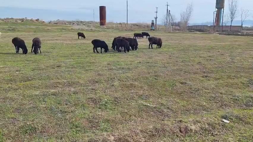 The video shows a flock of sheep grazing in a grassy field. The sheep are mostly black, with a few brown and white individuals. They are scattered throughout the field, with some grazing in small groups and others alone. In the background, there are some industrial-looking structures, power lines, and a distant view of snow-capped mountains. The sky is overcast, and the overall scene appears rural and peaceful.