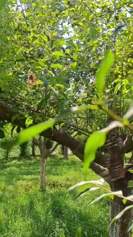 The video shows a close-up view of a tree's branches and leaves, with a focus on a small, brown object hanging from a thin strand, likely a spider's web, in the center of the frame. The object is indistinct, but appears to be either a spider or prey caught in the web. The background consists of more trees and a grassy area, bathed in sunlight. The overall impression is of a tranquil outdoor scene, with the subtle movement of the object in the web adding a touch of nature's activity.