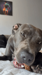 Gray pit bull enjoys a chew toy on a bed in Varna