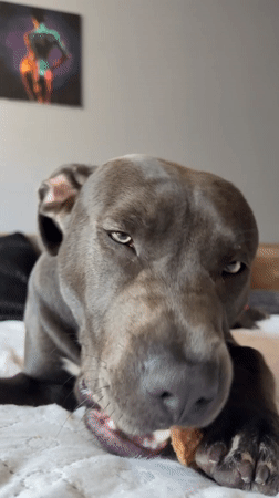 Gray pit bull enjoys a chew toy on a bed in Varna