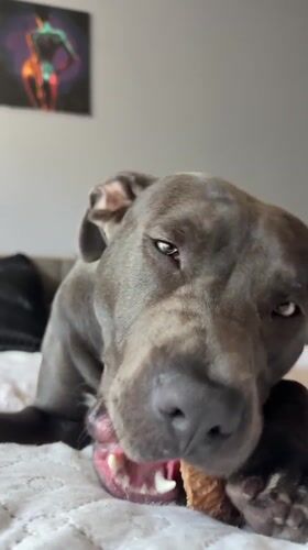 Gray pit bull enjoys a chew toy on a bed in Varna