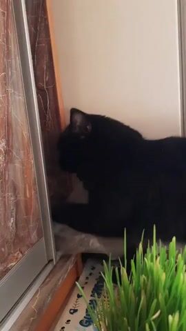 A black cat is scratching at a plastic bag. The cat is on a windowsill next to a plant of green grass. The windowsill is next to a window with a brown and white patterned curtain or blind. The cat’s paws are visible as it scratches at the bag, which is slightly crinkled. The cat’s head is turned away from the camera, with its body angled toward the window. The background is a white wall.