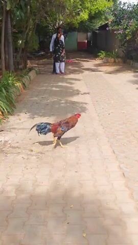 A rooster stands on a paved pathway. In the background, two people are visible. The rooster is mostly brown and red with iridescent blue and green tail feathers and yellow legs. The pathway is made of rectangular paving stones. There is greenery and trees in the background. The scene appears to be outdoors in daylight.