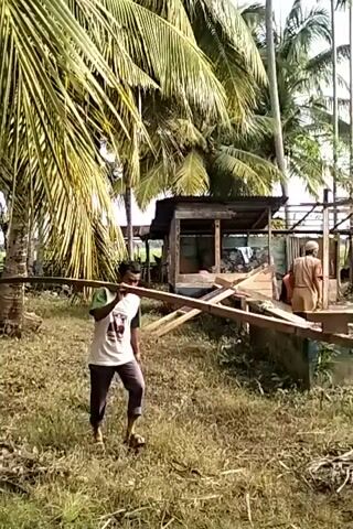 The video shows a man carrying a long wooden beam through a grassy area with palm trees and other vegetation. In the background, there is a structure under construction with several people working on it. The man is wearing a white t-shirt with a graphic design, dark pants, and shoes. He carries the beam on his shoulder as he walks. The construction site appears to be a partially built structure with a wooden frame. Several other people wearing hats and clothing suitable for construction work are visible within the frame of the structure. The setting appears to be a tropical or subtropical location, given the palm trees and vegetation.