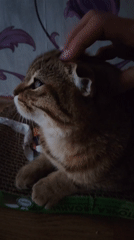 Quiet morning cat petting session captured in domestic setting