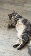 Tabby cat relaxes on back in London home