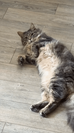 Tabby cat relaxes on back in London home