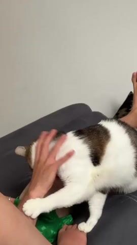 A white and brown cat is shown on a dark gray sofa, lying partially on a person's lap. The person's left hand is visible, petting the cat's head. The cat is facing downwards, and its head is nestled into the person's hand. The person's legs are also visible, with one leg bent and the other extended slightly. The cat then moves its head and looks up at the person, and the person's hand moves away from the cat. The cat then stands up and walks away, with its tail held high. The scene is indoors, with a white wall visible in the background. The lighting is soft and natural.