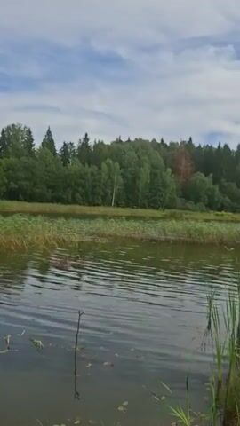 The video shows a lake with a forest in the background. Reeds grow along the edge of the lake. There is a wooden structure on the right side of the frame that appears to be a bench or part of a dock. The sky is partly cloudy. There are no people visible in the video. The footage pans slowly to the right.