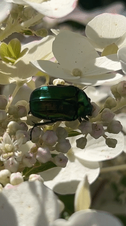 Beetles and butterflies on hydrangeas in a Belarusian garden