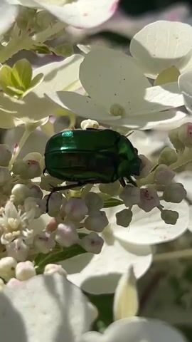 A close-up shot focuses on a metallic green beetle resting on a cluster of small pink and white flowers, likely hydrangeas. The beetle is positioned on a stem with several buds and blooms surrounding it. The background is softly blurred, suggesting a natural outdoor setting with hints of green foliage. The lighting is bright, highlighting the iridescent sheen of the beetle's exoskeleton and the delicate texture of the petals. The beetle appears stationary throughout the short clip.