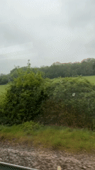 Train passenger spots deer grazing in Kent countryside field