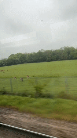 Train passenger spots deer grazing in Kent countryside field