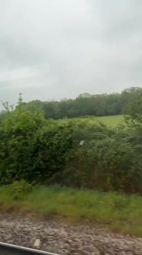 Train passenger spots deer grazing in Kent countryside field
