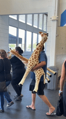 Man carries two large stuffed giraffes into Palm Springs building