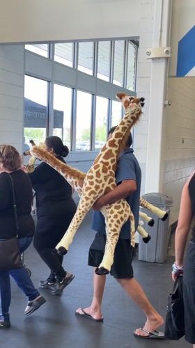 Man carries two large stuffed giraffes into Palm Springs building