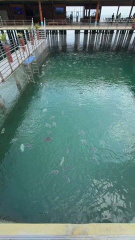 The video shows a large, net-enclosed pool of greenish water filled with fish. The pool is connected to a wooden pier structure that supports a building with the words "NGOC HIEN TREASURE" displayed on it. People are walking on the pier and standing in the building. Some plants in pots line the pier railing. A ladder extends down into the water from the pier's edge. The fish are primarily grey and swim in small groups throughout the water.