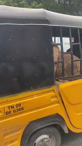 The video shows a yellow autorickshaw with a black canopy driving down a street. The back of the autorickshaw has a metal cage, and inside the cage are two sheep. The sheep are facing away from the camera. The autorickshaw has license plates that read "TN 09 DF 6368" and "TN09 FS 368". The surroundings are blurred but appear to be an urban or suburban environment with trees and buildings visible. The video appears to be shot from a moving vehicle behind the autorickshaw.
