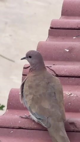 A close-up shot shows a brown dove perched on a red tiled roof. The bird is facing left, with its head turned slightly to the left, looking down. Its feathers are a light brown color, with some lighter tan feathers around its neck. The roof tiles are curved and overlapping, and the background is a blurry light gray, suggesting an overcast sky or distant buildings. The dove's feet are visible, gripping the tiles. The image is well-lit, and the details of the bird's plumage are clear.