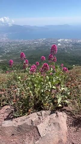 The video shows a close-up of pink flowers growing on a rocky, mountainside. In the background, a wide view of a city and the ocean can be seen under a clear blue sky with some clouds. The camera is static, focusing on the flowers.