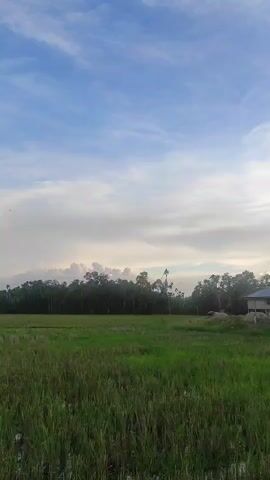 The video shows a view of a landscape. In the foreground, there is a field of tall grass, some of which appears to have been harvested. In the middle ground, there is a line of trees. In the background, the sky is visible with clouds. There is also a small, light-colored structure on the right side of the frame, possibly a building or shelter, with a pile of material next to it. The overall impression is a rural or agricultural setting.