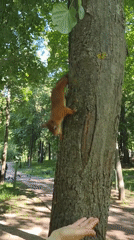 Hand-feeding squirrels and pigeons in a Ramenskoye park