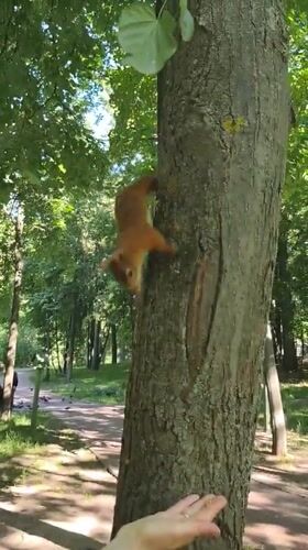 Hand-feeding squirrels and pigeons in a Ramenskoye park