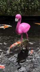 Pink flamingo garden statue spotted in Kuta pond
