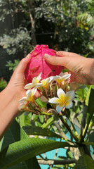 Tropical fruit harvesting and preparation captured in Ubud gardens
