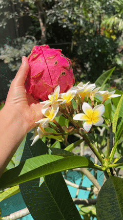 Tropical fruit harvesting and preparation captured in Ubud gardens