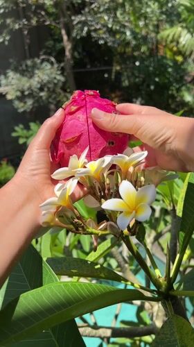 Tropical fruit harvesting and preparation captured in Ubud gardens