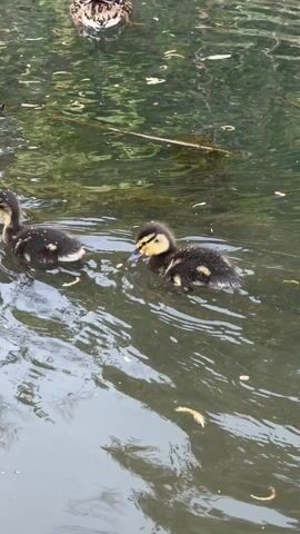 The video shows a group of ducks swimming in a pond. There are two ducklings and two adult ducks. The ducklings are small and yellow with black spots. The adult ducks are larger and brown with white and black markings. The ducks are swimming in murky green water with sticks and leaves floating on the surface. The camera is relatively still and focuses on the ducks as they move through the water.