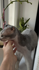 Cats and downtime in an Almaty apartment