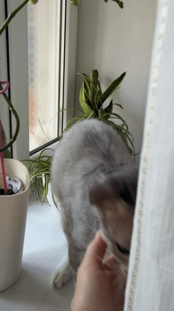 Cats and downtime in an Almaty apartment