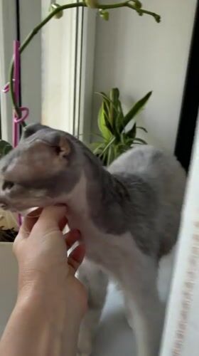 Cats and downtime in an Almaty apartment