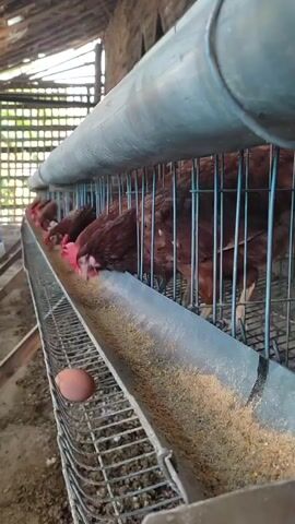 The video shows a row of brown chickens with red combs and wattles pecking at feed in a long, metallic trough. The chickens are housed in cages made of metal bars, with a grey pipe running along the top of the cages. A single brown egg rests in a wire tray below the trough, to the left of the frame. The background suggests an open-sided structure with wooden supports and a roof of what appears to be thatch or palm fronds. The lighting is natural, and the overall environment appears to be a farm or poultry enclosure. The chickens are actively eating.