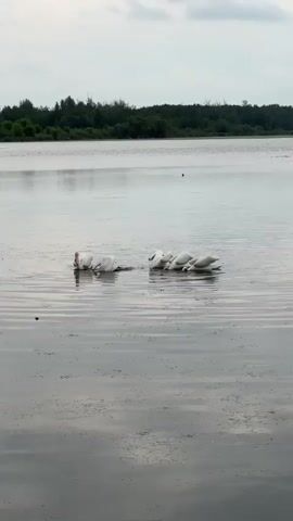 A group of at least five white swans are in a lake. The swans appear to be foraging or feeding with their heads submerged in the water. Some of the swans are grouped together while others are slightly separated. The water is calm with ripples on the surface. In the background, there is a line of trees along the shore. The sky is overcast.