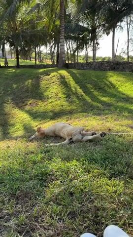 The scene depicts a tan dog lying on its back on a grassy lawn under the shade of palm trees. The dog is stretched out, legs extended. The lawn has patches of sunlight and shadow. In the background, there is a stone wall and other palm trees. The sky is visible between the trees, appearing bright. In the foreground, a small portion of white shoes is visible. A voice can be heard saying something in Spanish.