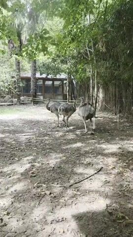 Three ostriches are standing on a dirt path in an enclosure. The ostriches are facing different directions. There are trees and foliage in the background, as well as a building with glass windows. The sun is shining, casting shadows on the ground.