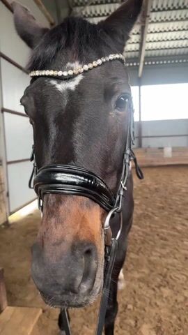 A close-up shot reveals a horse's head, adorned with a beaded browband over its bridle. The horse is dark brown and has a white marking on its forehead. A person's hand, wearing a ring, gently strokes the horse's forehead. The horse remains still during this interaction. The background consists of an indoor riding arena with a sandy floor. There are a few stable fixtures visible, including a wooden step and the corner of a stall. The natural light from outside illuminates the arena.