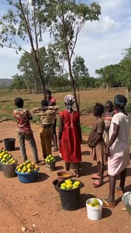 The video shows a group of people standing around several buckets filled with mangoes in a rural, outdoor setting. The ground is red dirt, and there are trees in the background. The group consists of women, children, and a man. They are dressed in casual clothing. The mangoes are mostly yellow and green. Some people appear to be examining the fruit, possibly discussing it. The overall scene suggests a local mango harvest or a small-scale trade activity.