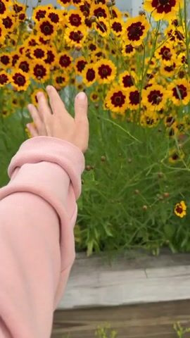 A hand wearing a pink sweater reaches out to touch a bush of yellow and burgundy flowers. The hand is positioned in the center of the frame, and the flowers fill the foreground. In the background, a building and greenery can be seen. The video is shot in portrait orientation.