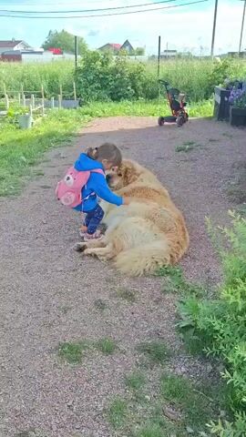 A small child with a pink backpack hugs a large golden dog lying on a gravel path. The child is wearing a blue hoodie and patterned leggings. The dog is lying on its side, and the child is leaning over it. In the background, there is a fence, green grass, and some buildings. The sky is blue with some clouds.