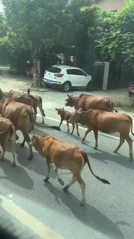A herd of brown and black cows are walking on a paved road, with a white SUV parked on the side of the road in the background. Trees and buildings line the street. The cows are moving from left to right across the frame. Some of the cows are calves. There are signs in Chinese on the side of the road.