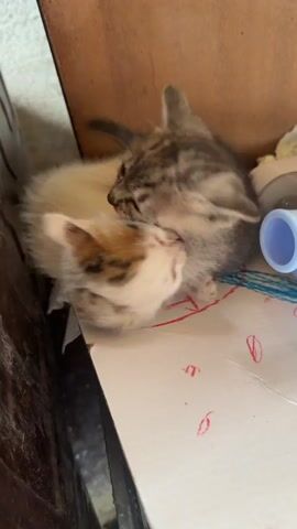 Two kittens are playfully wrestling. One kitten, with tabby markings, is on its back, while another kitten, with white and orange markings, is on top of it. The tabby kitten's paw is covering its face. The kittens are on a surface with some scribbled drawings. A blue and white object is visible in the background, possibly a baby bottle. The environment appears to be indoors, with wooden surfaces.