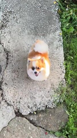 The video shows a small, fluffy dog standing on a concrete slab. The dog is mostly white with patches of tan and brown, and it has a fluffy tail. It looks up at the camera and pants with its tongue out. The camera moves closer to the dog until it is right in front of the lens, and the video ends. The background includes green grass and plants.