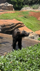 Bears active on platforms at Xiuying District enclosure