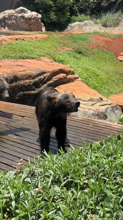 Bears active on platforms at Xiuying District enclosure